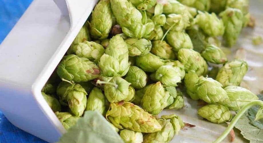 8Peaks BREWINGで使われているホップ