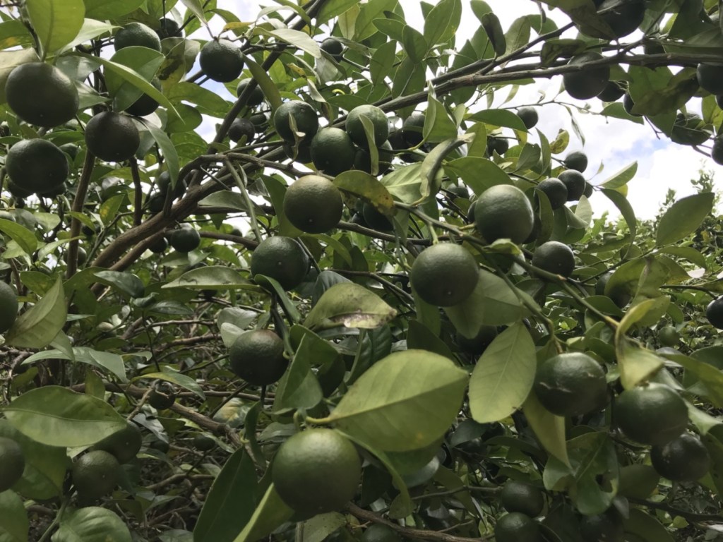 旬を迎えた沖縄のシークヮーサー