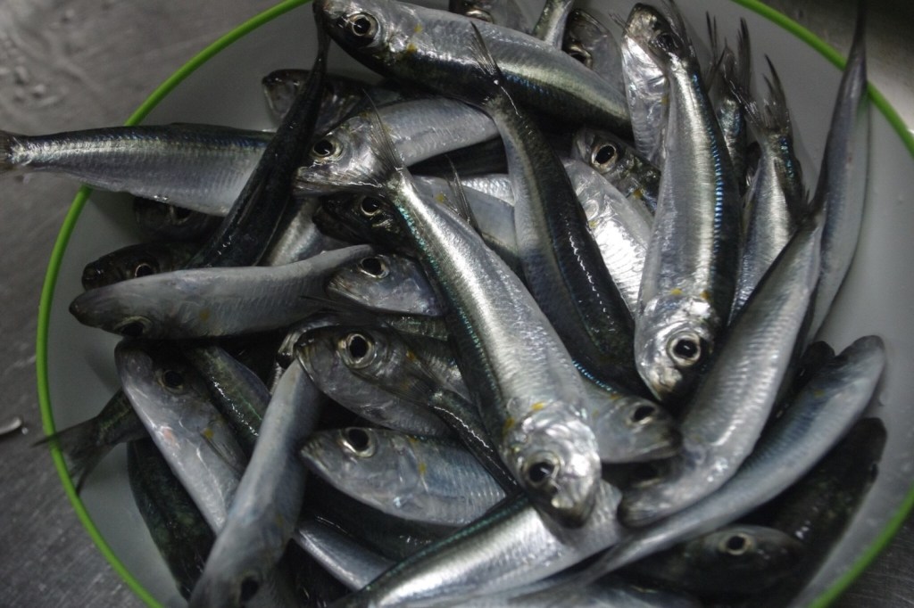 毎日採れるお魚