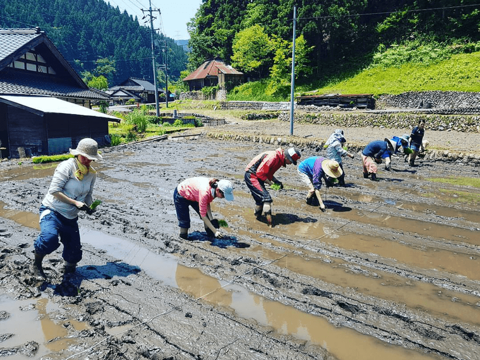 佐藤氏が実際に広島市佐伯区湯来町で稲作をしている田圃
