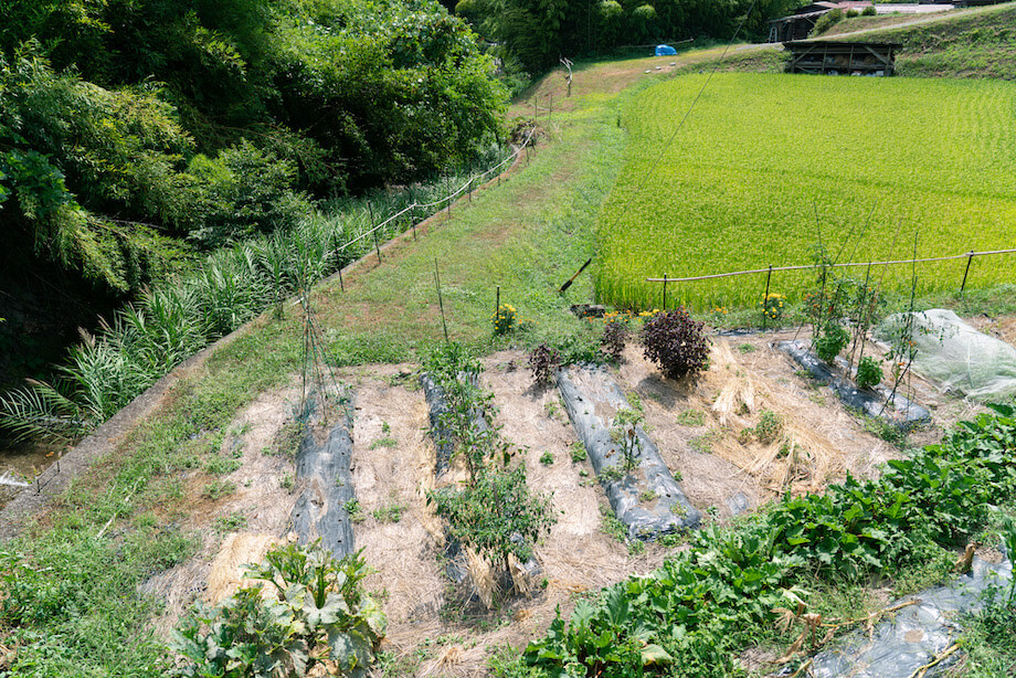 開墾から始まった現在の畑。米や野菜などがたわわに実っている。