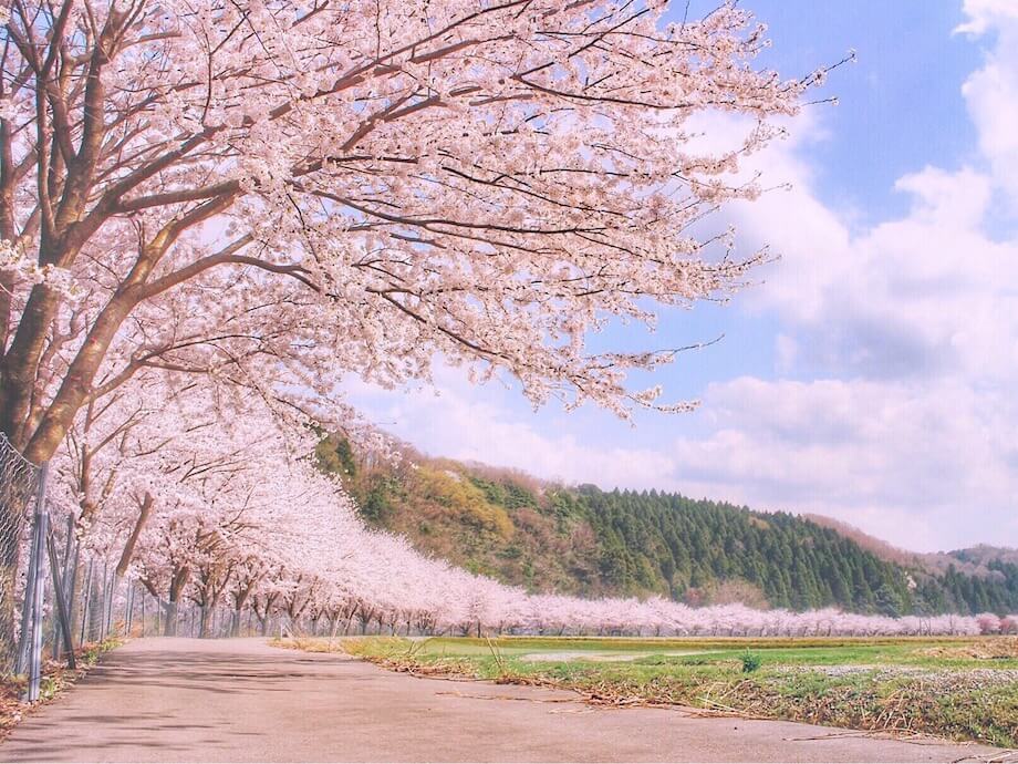 どこまでも続く桜並木。毎年春になると自然とここに足が向かう。有名な場所ではないけれど、この美しい風景が100年先もずっと続いていくことを願う。（石川県加賀市 / @chiokotimes）