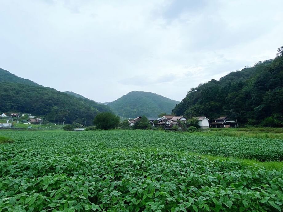僕の出身地である広島の限界集落。耕作放棄地を再生して大豆畑にしたんだけど、異常気象にも負けず、今いい感じで大豆が育ってる。未来の子孫から借りてる土地。仲間と共に力合わせてこの地をもっと元気にする。まだまだ出来ることがあるよね。（広島県竹原市田万里町 / @imocchan）