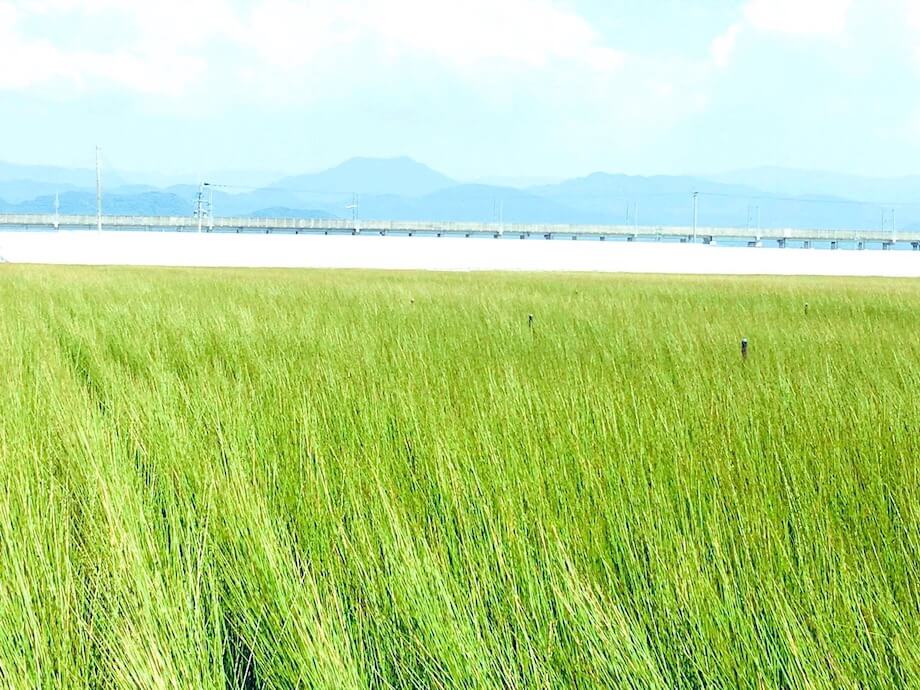 今回紹介したいのは熊本県八代市の”藺草畑(いぐさばたけ)”。イグサは畳の原料で国内生産の95%はここ八代市で生産されていることをご存知でしょうか？そよそよと風になびく藺草はまるでナウシカの世界！風になびく藺草の田園風景が残る未来に期待！（熊本県八代市 / @yumi_mm99）