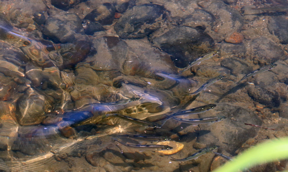 加美町は湧き水をはじめ、水に恵まれた町。5月には鮎の稚魚を放流し、7月からは鮎釣りが解禁になります。