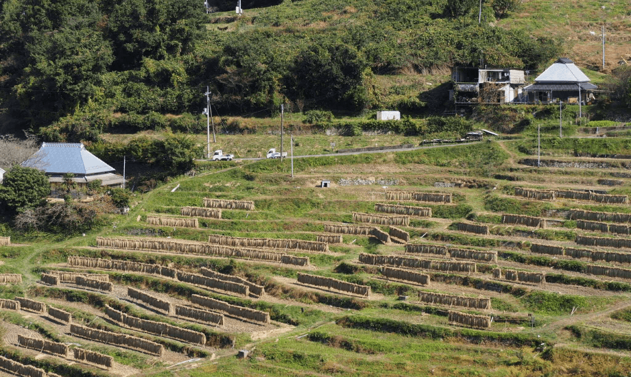 高齢化の為、耕作放棄地がすすんでいた棚田の2,000枚以上を再生させ活用を続けているNPO法人英田上山棚田団。棚田を通して地域の人が繋がる活動はもちろんのこと「稲株主制度」や「米友達」など新たな制度をつくり、農業体験などを通して、都市部の方との接点をつくる取り組みもされており、三宅さんもその団員の一人として活動に参加している。