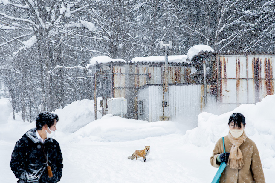 取材をしたのは2月後半の真冬。まるでおとぎ話の世界に迷い込んだようなフワフワの雪で覆われた敷地内にはキタキツネの姿も。現在ある木々は代表の渡辺さんが植えたものだそう。ここに来た当初は全く木がなかったので、自然の状態に戻したい、と植樹。現在では道路からは建物が見えないほどの木々で覆われるようになりました。