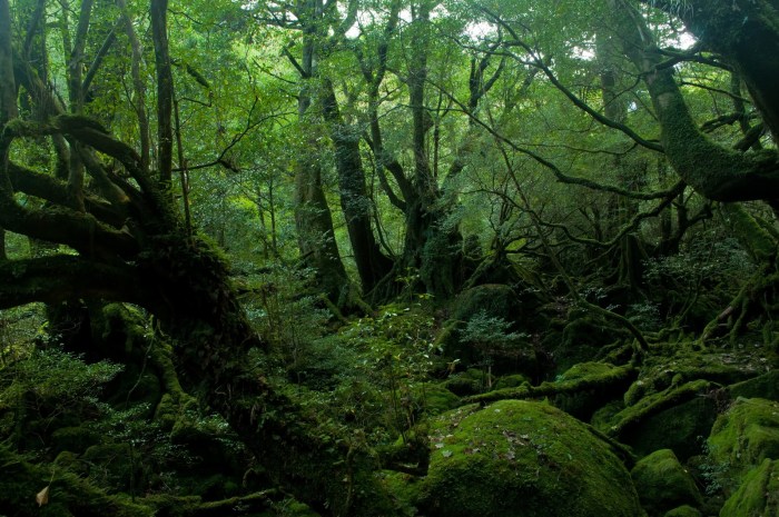 「自然の緑が多い屋久島」