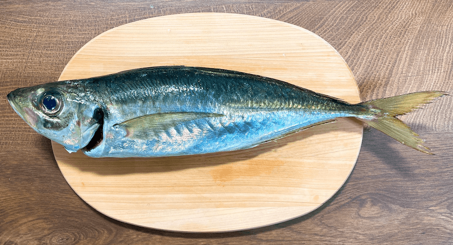 あまりに立派な大きさのアジに「本当にアジか?」と疑ってしまうほど(もっと小ぶりな大きさの魚だと思っていました、、)。