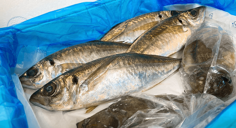 九石大敷組合のある高知県須崎市では多種多様な魚が獲れるため、その時期に獲れたての魚をお送りしています。この日は、まさに今が旬の立派なアジ4匹とコーイカ2匹が届きました。